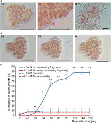Histone acetylation functions in the wound-induced spore formation in nori